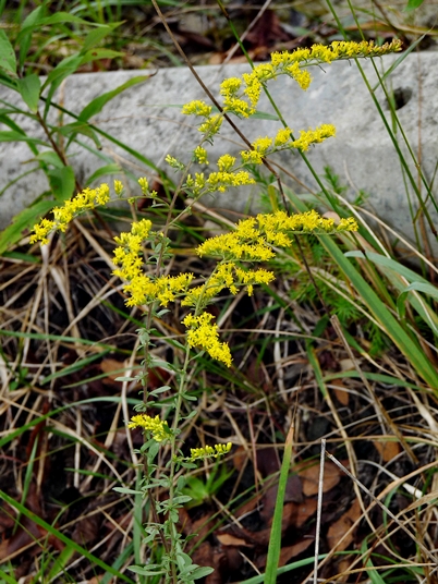 {Solidago nemoralis}